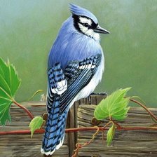 Схема вышивки «сойка»