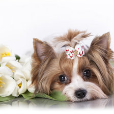 Схема вышивки «Собачка»