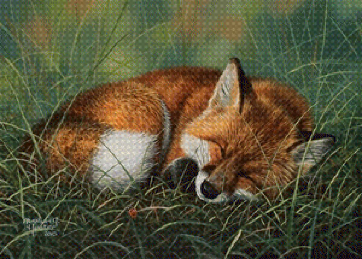 lis - предпросмотр