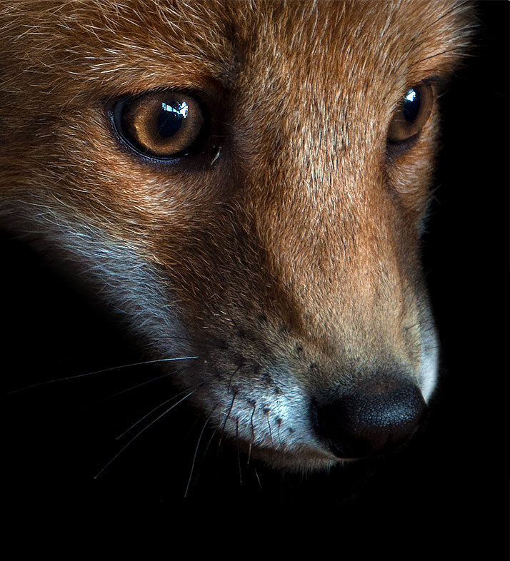 №1631699 - лиса - оригинал