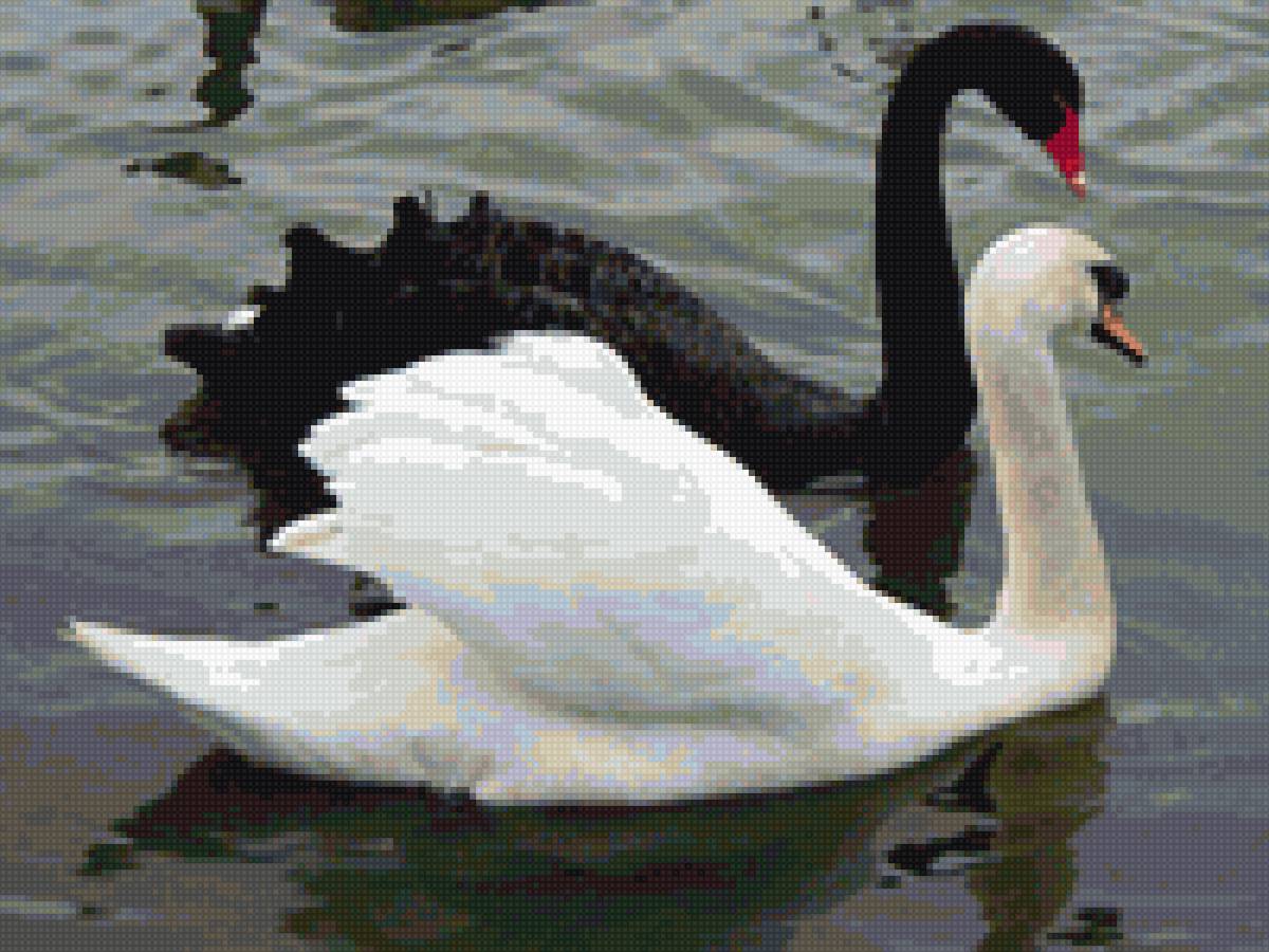 пара лебедей - предпросмотр