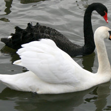 пара лебедей