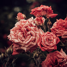 Схема вышивки «№1632166»