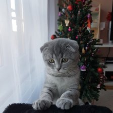 Схема вышивки «Симпатяга»