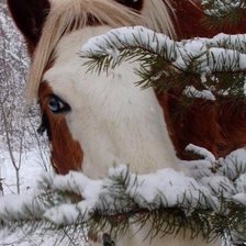 Схема вышивки «зимняя лошадка»