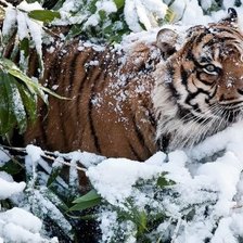 Схема вышивки «№1634004»