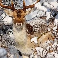 Схема вышивки «№1634248»