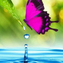 Схема вышивки «butterflay»