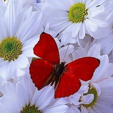 Схема вышивки «red_butterflay»