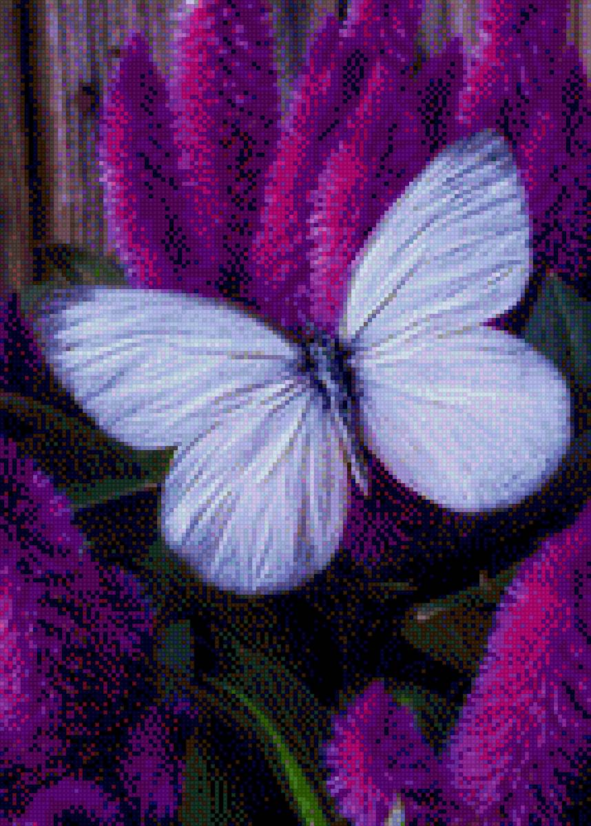 white butterflay - предпросмотр