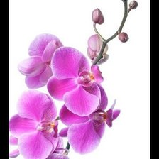 Схема вышивки «Орхидея»
