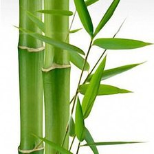 Схема вышивки «Бамбук»