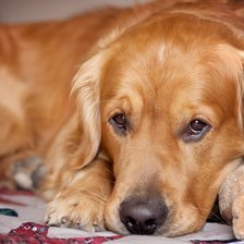 Схема вышивки «собака»