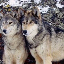 Схема вышивки «волки»