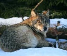 Схема вышивки «волк»