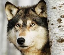 Схема вышивки «волк»