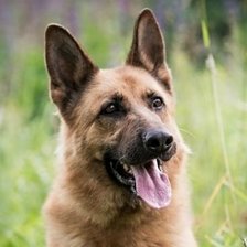 Схема вышивки «овчарка»