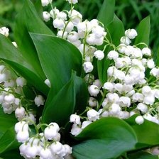 Схема вышивки «ландыши»