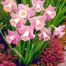 Схема вышивки «розовые нарциссы»