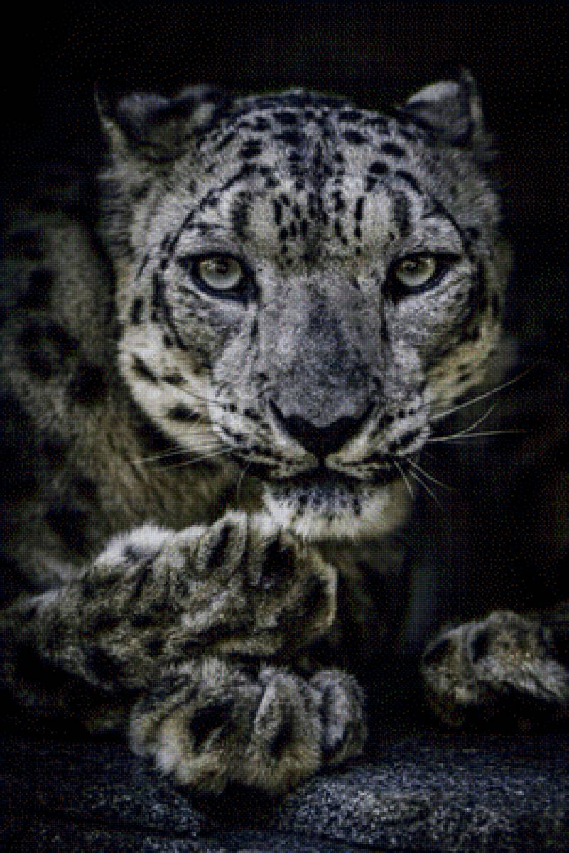 гепард - животные, дикие животные, гепард - предпросмотр