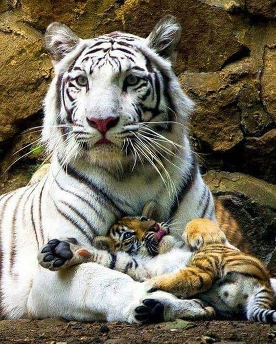 Máma - оригинал