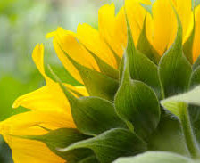 Схема вышивки «подсолнух»