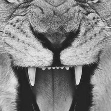 Схема вышивки «тигр 3D»