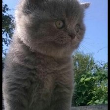 Схема вышивки «котик»