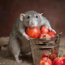 Схема вышивки «Жаадина»