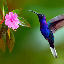 Схема вышивки «колибри 2»