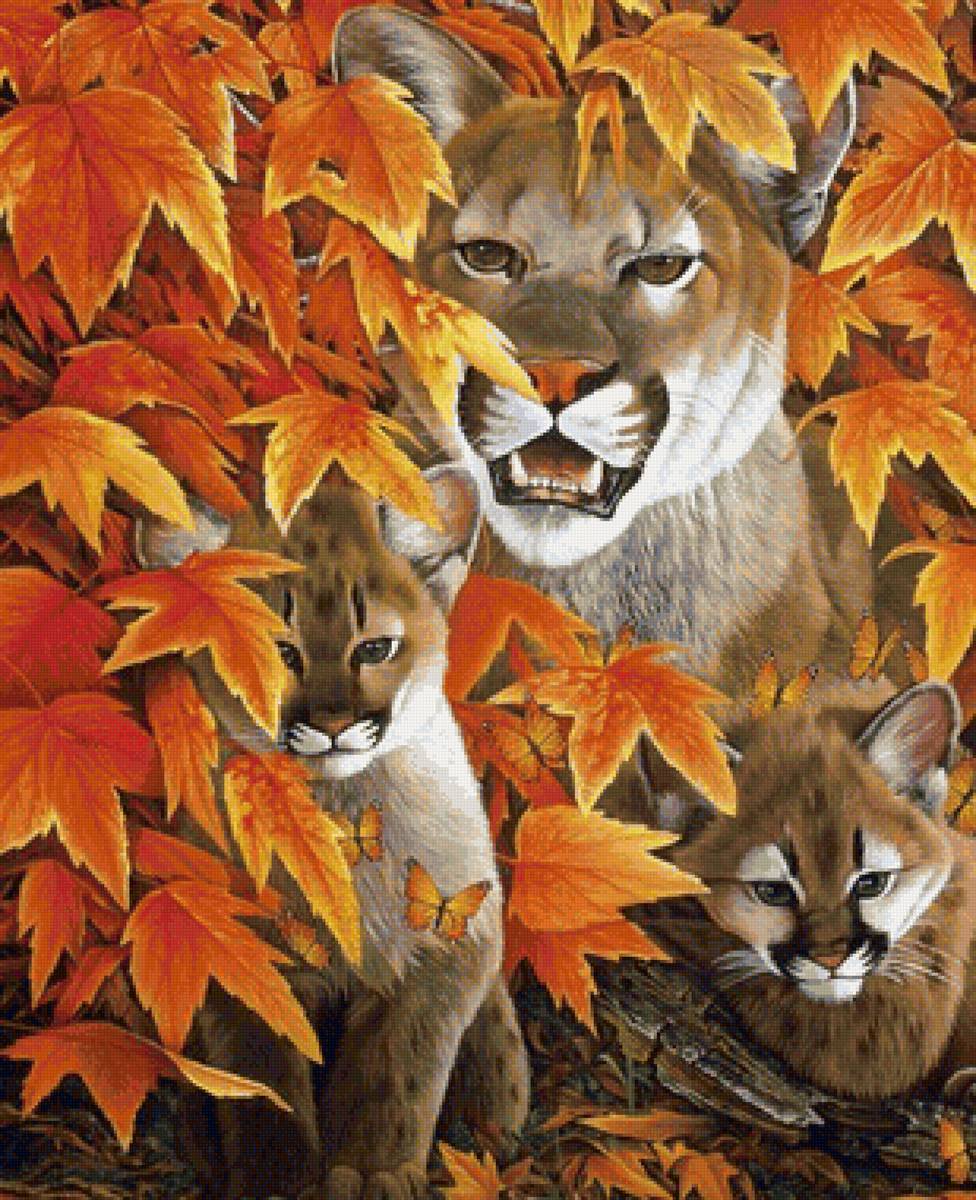 Пумы - дикие кошки, пумы - предпросмотр