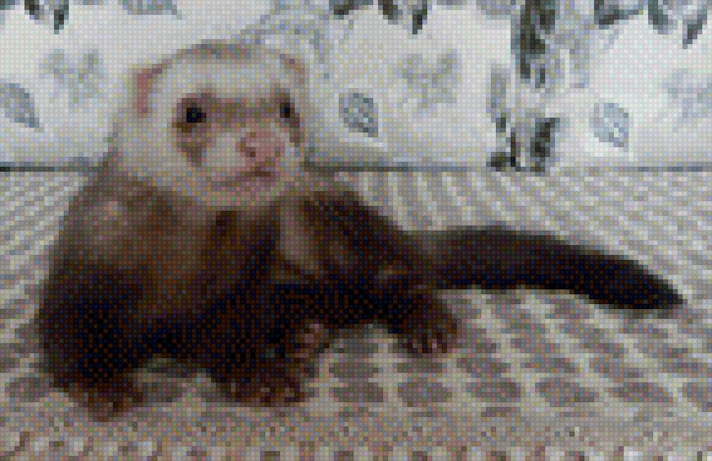 тима - предпросмотр