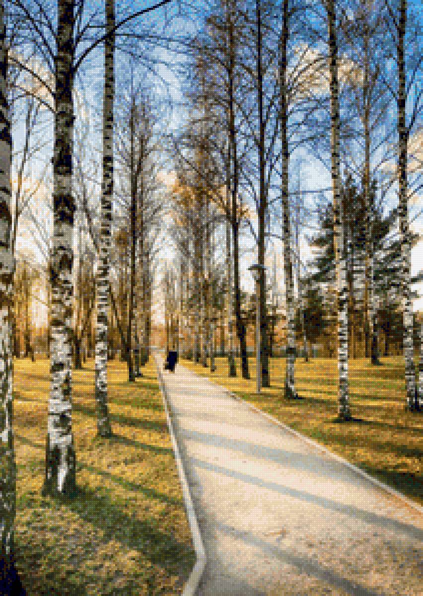 Аллея - березы, аллея - предпросмотр