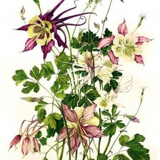 Схема вышивки «Цветы»