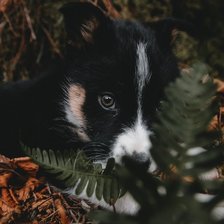 Схема вышивки «Щенок»