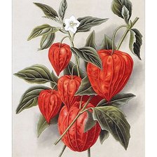 Схема вышивки «№1639019»