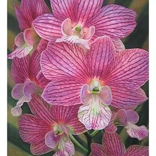 Схема вышивки «№1639047»