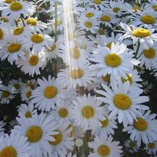 Схема вышивки «Ромашки»