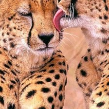 Схема вышивки «Пара гепардов»