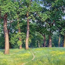 лесная поляна