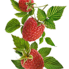 Схема вышивки «Малина»