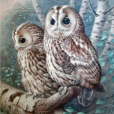совы