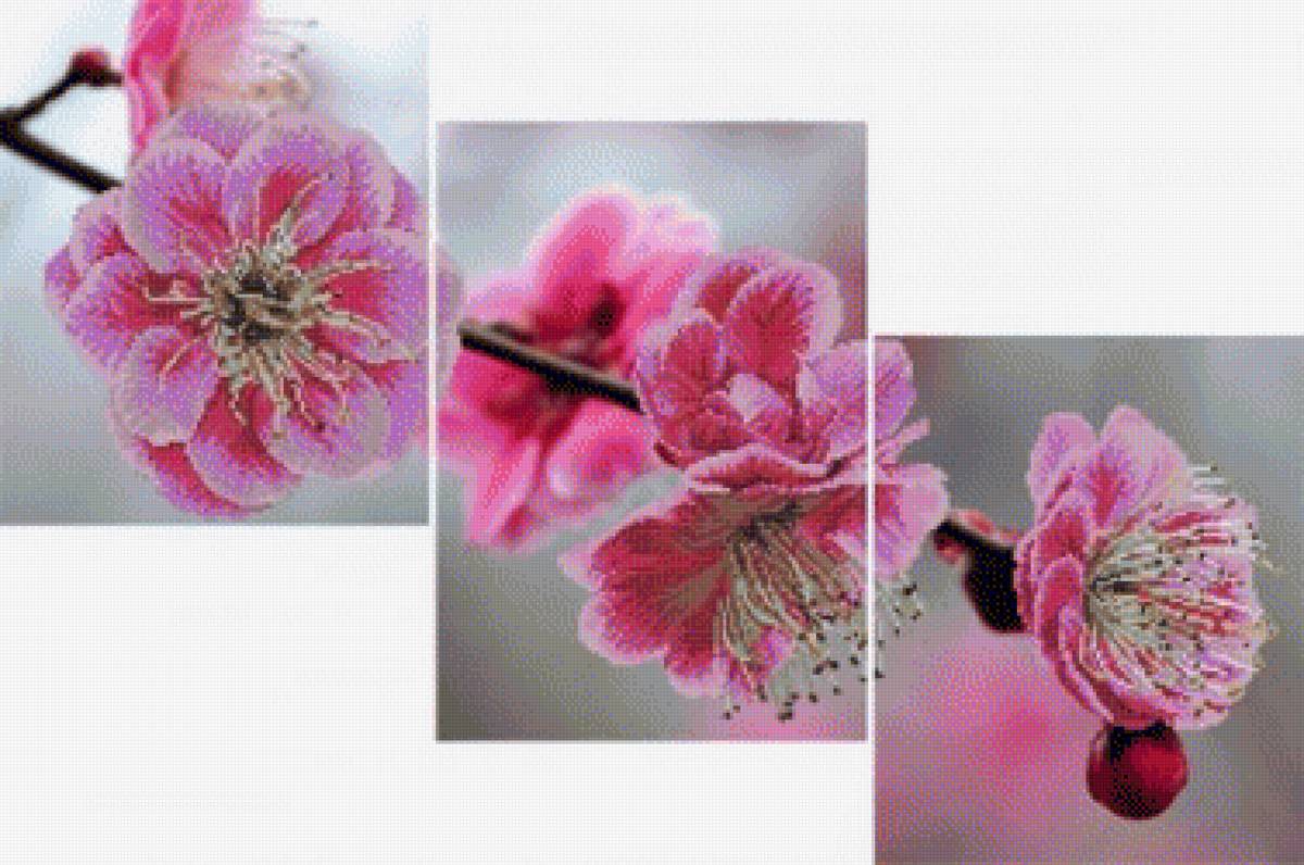 Розовая сакура - цветок, сакура - предпросмотр