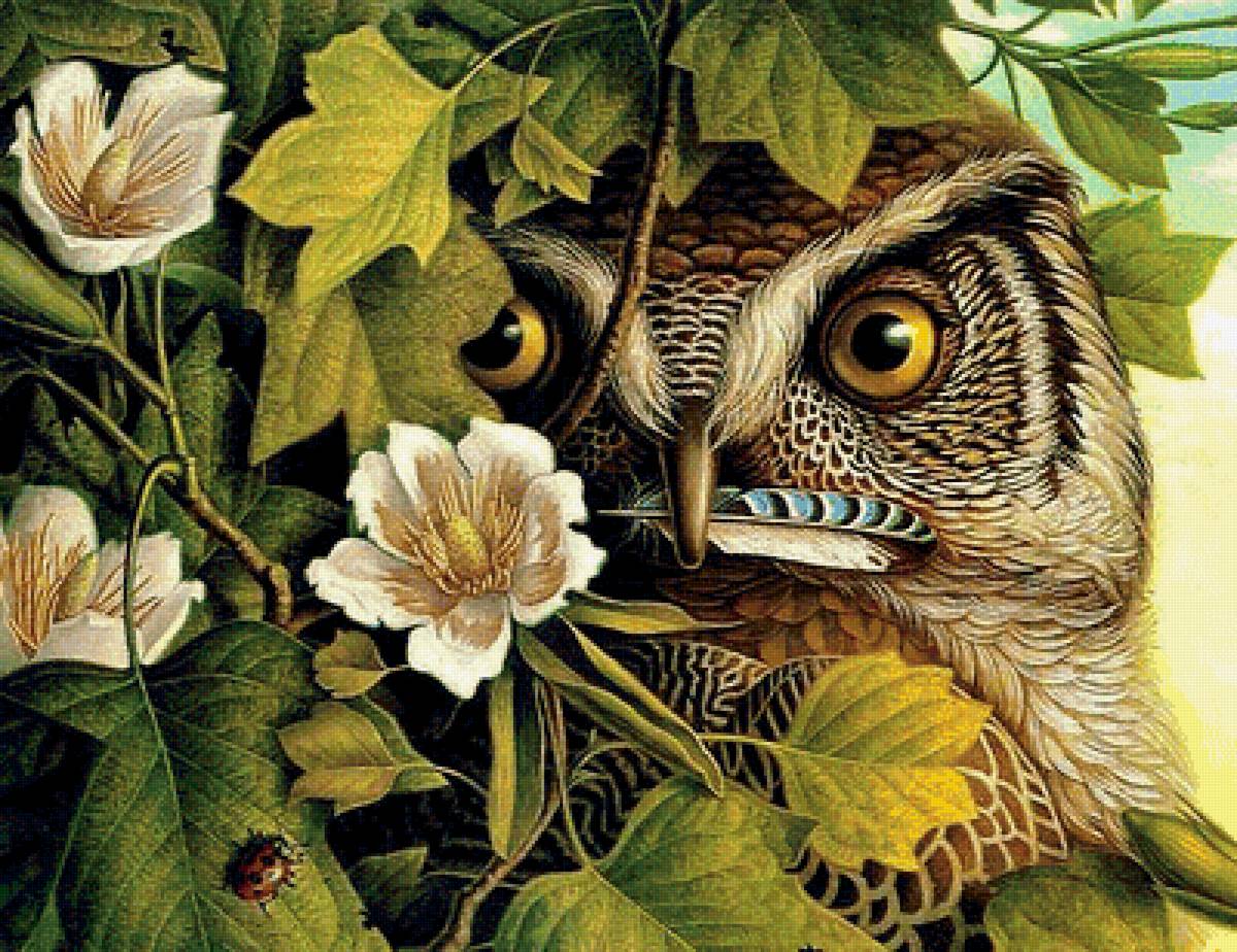 Совушка - птицы, сова - предпросмотр