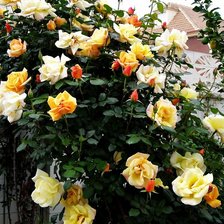 Схема вышивки «Куст розы»