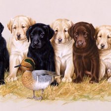 Схема вышивки «№1641329»