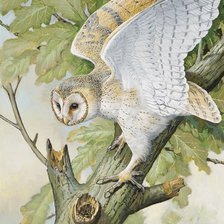 Схема вышивки «сова»