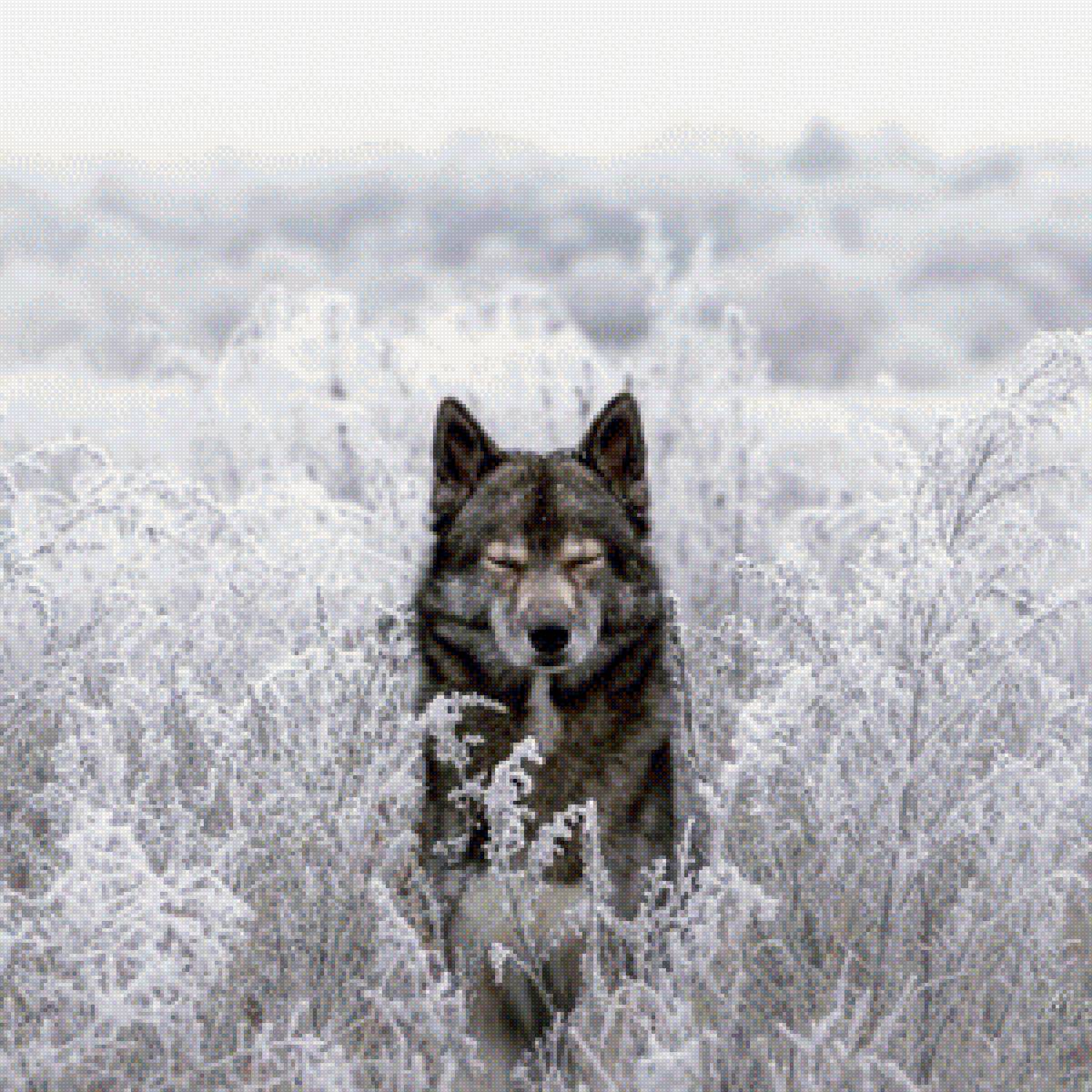волк - природа, животные - предпросмотр