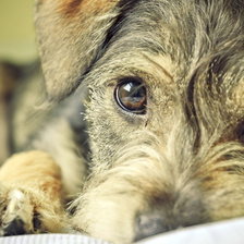 Схема вышивки «щенок»