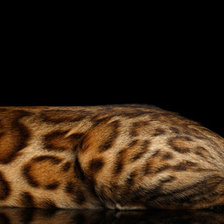 Схема вышивки «Кошка бингальская»